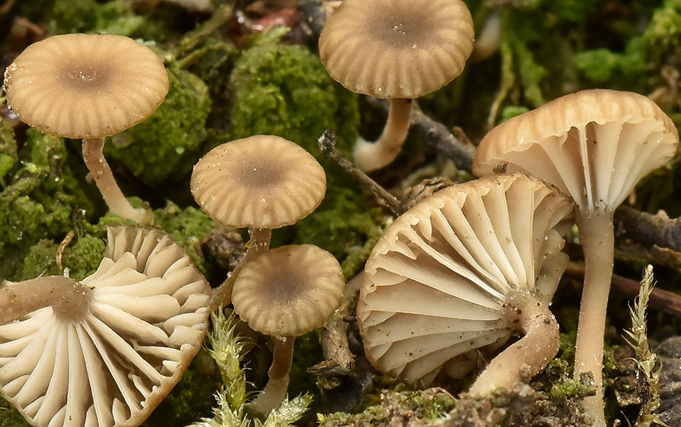 Lichenomphalia grisella - Dysternavling. Sweden, Småland, Blankaholm, Solstadström