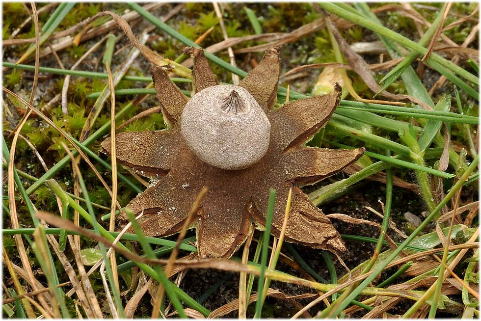 Geastrum campestre - Fältjordstjärna (CR). Sweden, Skåne. 2011-10-07. (6)