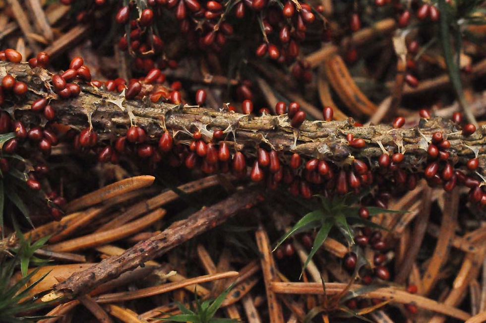 Leocarpus fragilis - Glansgryn. Sweden, Skåne, Örkelljunga, Lillsjön norra 2011-07-30 (9)