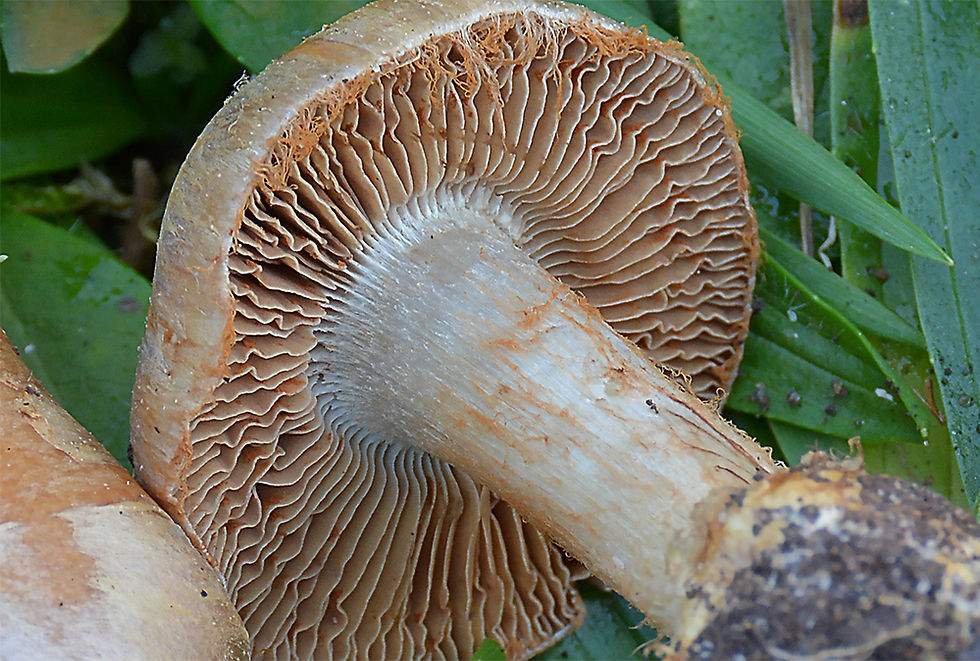 Cortinarius_pseudovulpinus_-_Liten_rävspindling,_(EN)._Sweden,_Öland,_Borgholm,_Himmelsberga._2015-1