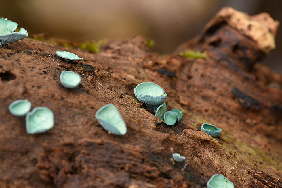 Chlorociboria aeruginascens - Grönskål