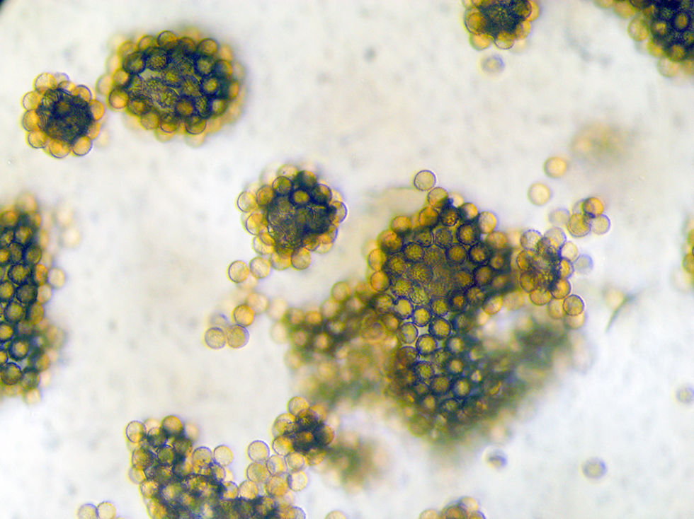 Tubifera ferruginosa