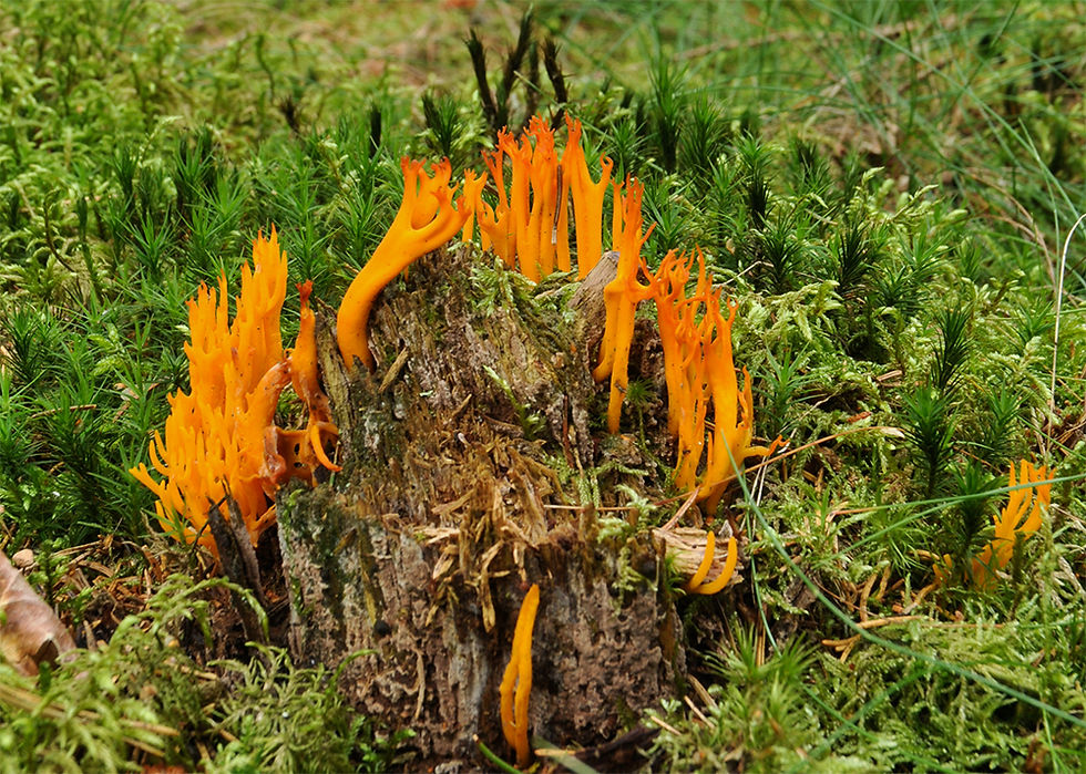 Calocera viscosa - Gullhorn. Sweden, Skåne, Örkelljunga Grytåsa. 2017-08-11. (8)