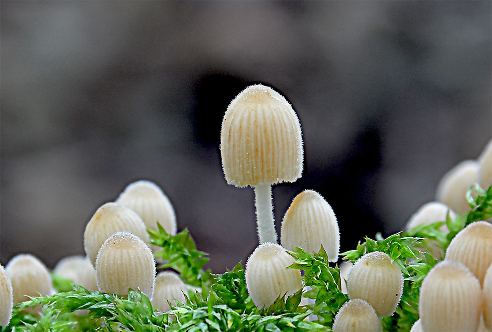 Coprinellus_disseminatus_-__Stubbläcksvamp._Sweden,_Skåne,_Simrishamn,_Stenshuvud._2015-09-18.__(14)