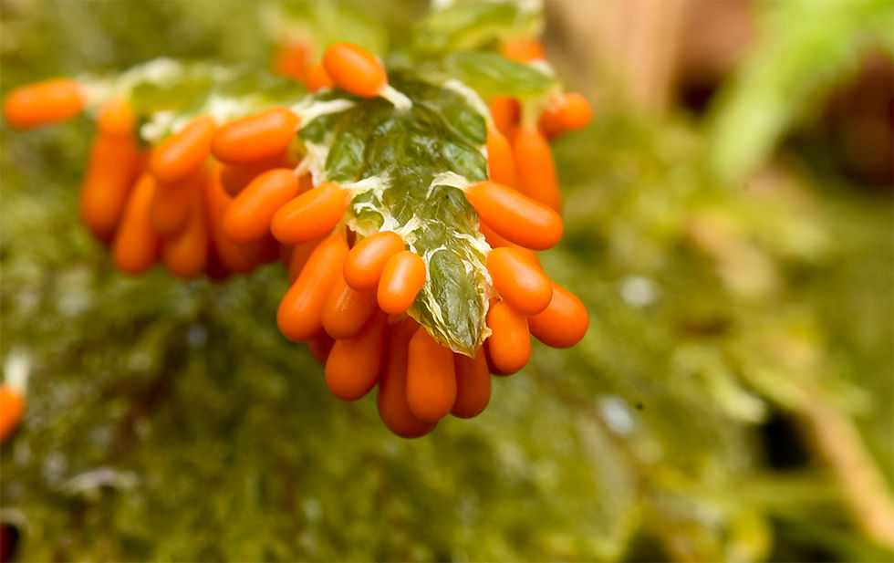 Leocarpus fragilis - Glansgryn