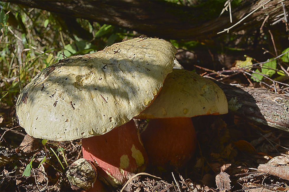 Rubroboletus satanas- Djävulssopp (EN)
