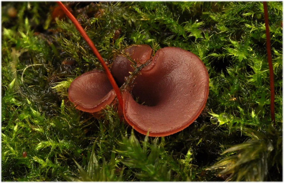 Ascocoryne cylichnium - Stor geléskål. Sweden, Skåne, Råå, Esket. 2012-11-09 (1)