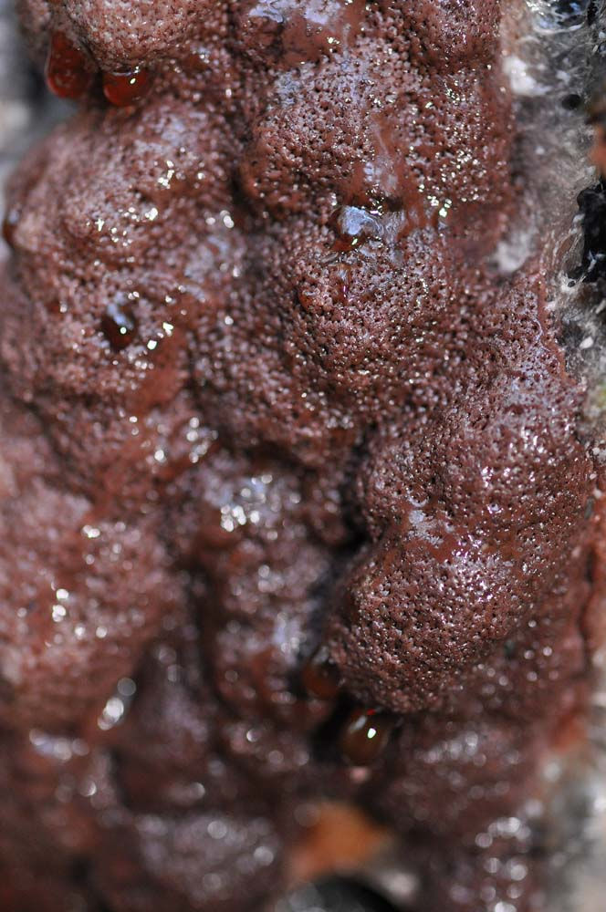 Brefeldia maxima - Stubbsmet. Sweden, Skåne, Söderåsen Skäralid, bakom gula huset. 2010-10-26 (14)