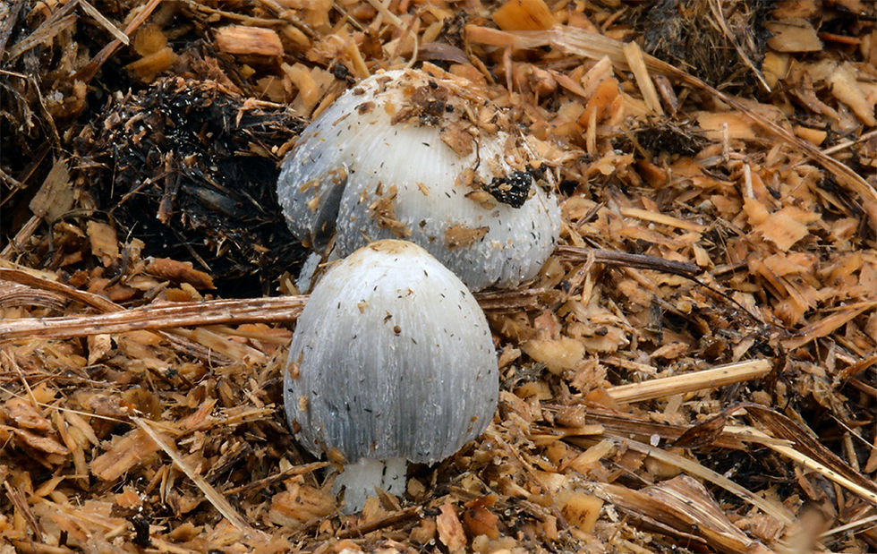 Coprinopsis cinerea - Dyngbläcksvamp
