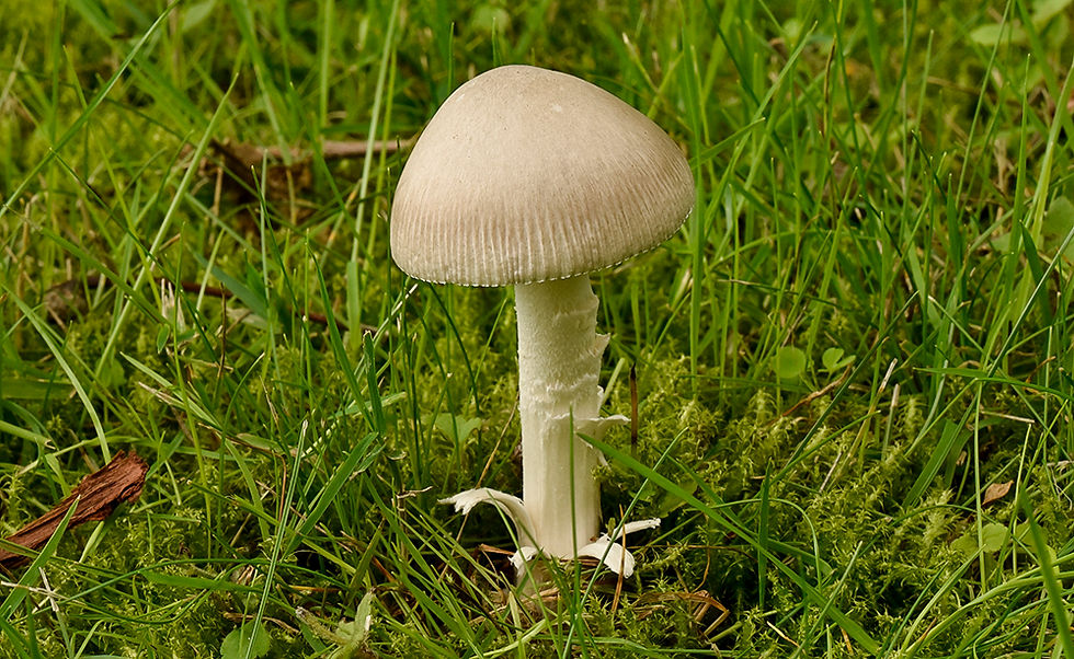 Amanita vaginata f. alba - Vit kamskivling. Sweden, Skåne, Höganäs, Höganäs kyrkogård