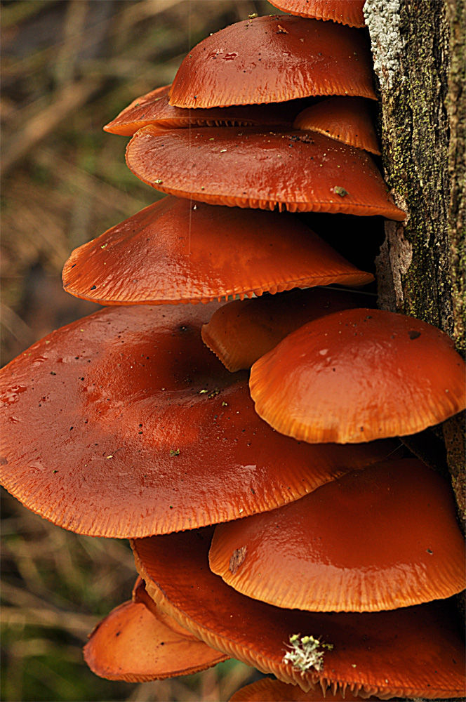 Flammulina_velutipes_-_Vinterskivling.__Sweden,_Skåne,_Tommelilla,_Örups_Almskog._2013-12-25.