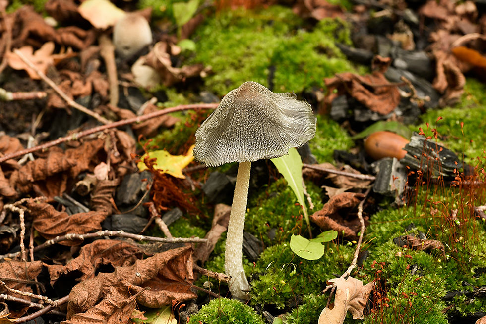 Coprinopsis_jonesii_-_Stor_brandbläcksva