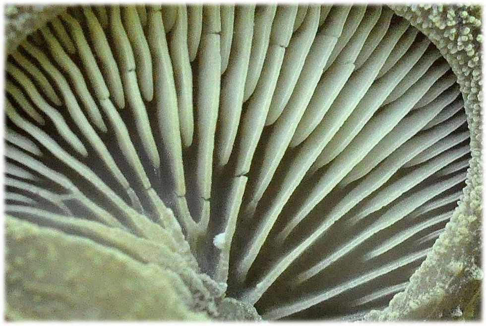 Hohenbuehelia mastrucata - Fjällig gelémussling. Sweden, Skåne, Söderåsen Kopparhatten 2011-06-29.  