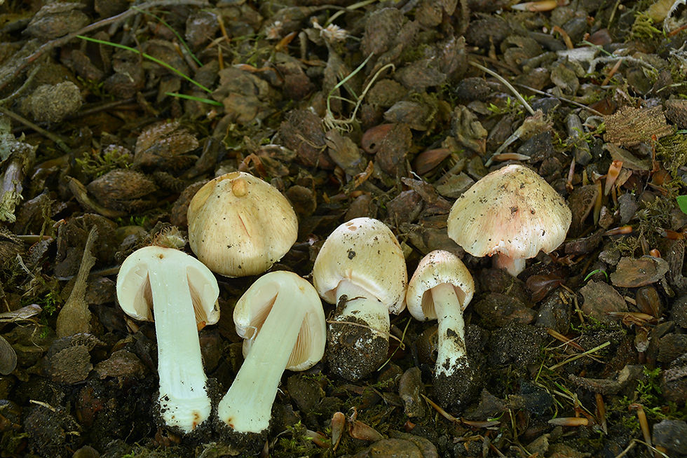 Inocybe erubescens - Gifttråding. Sweden, Skåne, Svalöv, Torrlösa. 2017-06-18. (1)