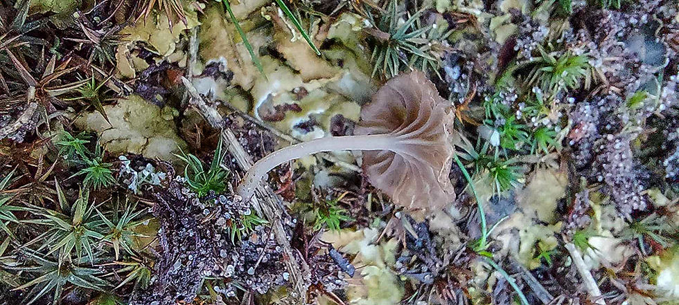 Lichenomphalia velutina. Sweden, Skåne, Lerberget, campingen. 2024-12-09 (1)