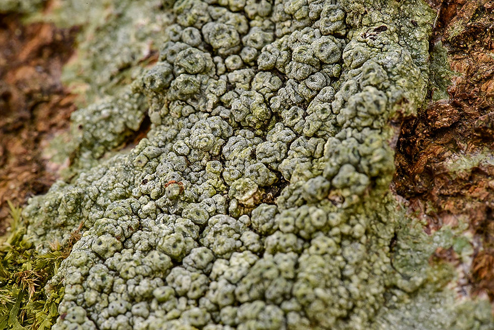 Pertusaria pertusa - Porlav. Sweden, Skåne, Höganäs, Lerhamn. 2025-03-07 (4)