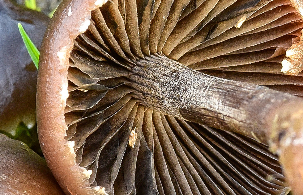 Panaeolus papilionaceus - Gråbroking. Sweden, Skåne, Farhult, Jonstorp- Vegeåns NRV