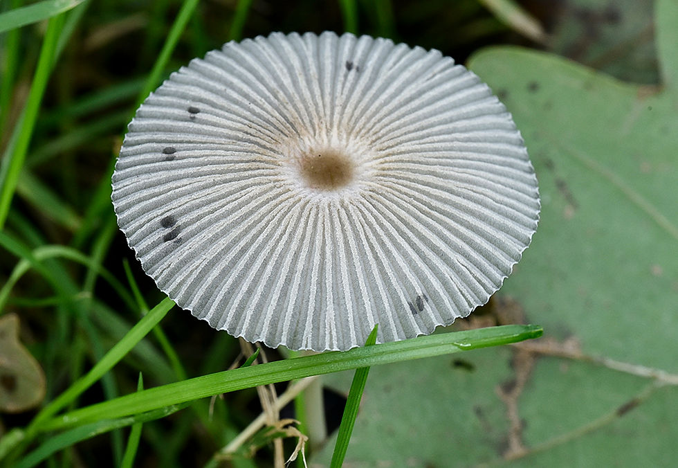 Parasola schroeteri. Sweden, Skåne, Tåssjö, Tåssjö skog. 2023-09-24 (3)