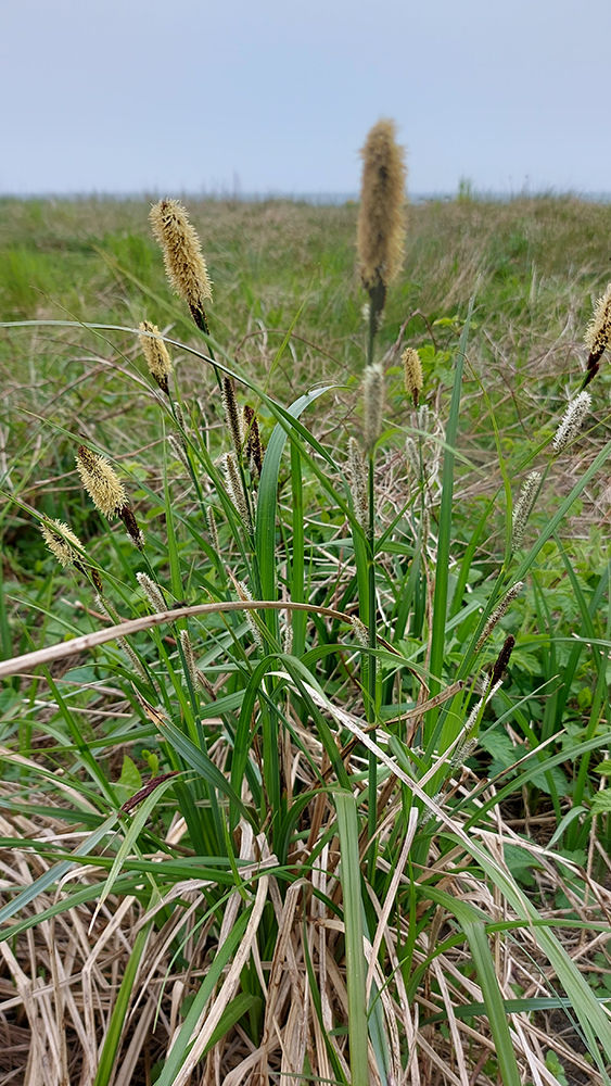 Carex acutiformis -Brunstarr. Sweden Skåne, Höganäs, Margreteberg. 2024-05-01 (2)