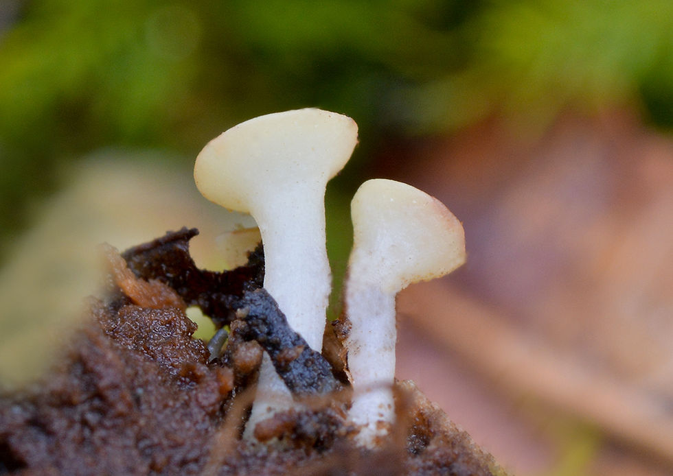 Hymenoscyphus_repandus_