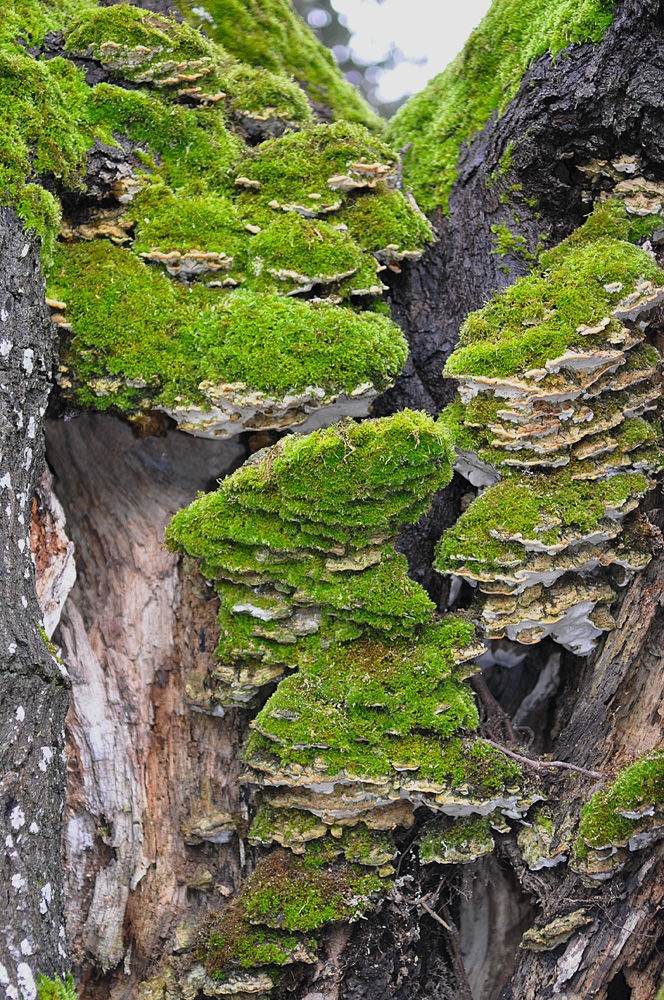 Oxyporus populinus - Lönnticka. Sweden, Skåne, Tomelilla, Åhuset. 2013-12-25. (4)