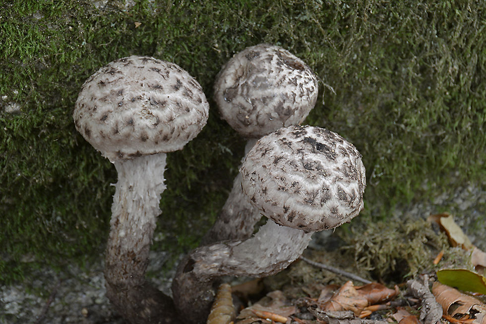 Strobilomyces strobilaceus - Fjällsopp (NT).  Sweden, Skåne, Oppmanna, Bökenäset. 2016-09-03. (4)