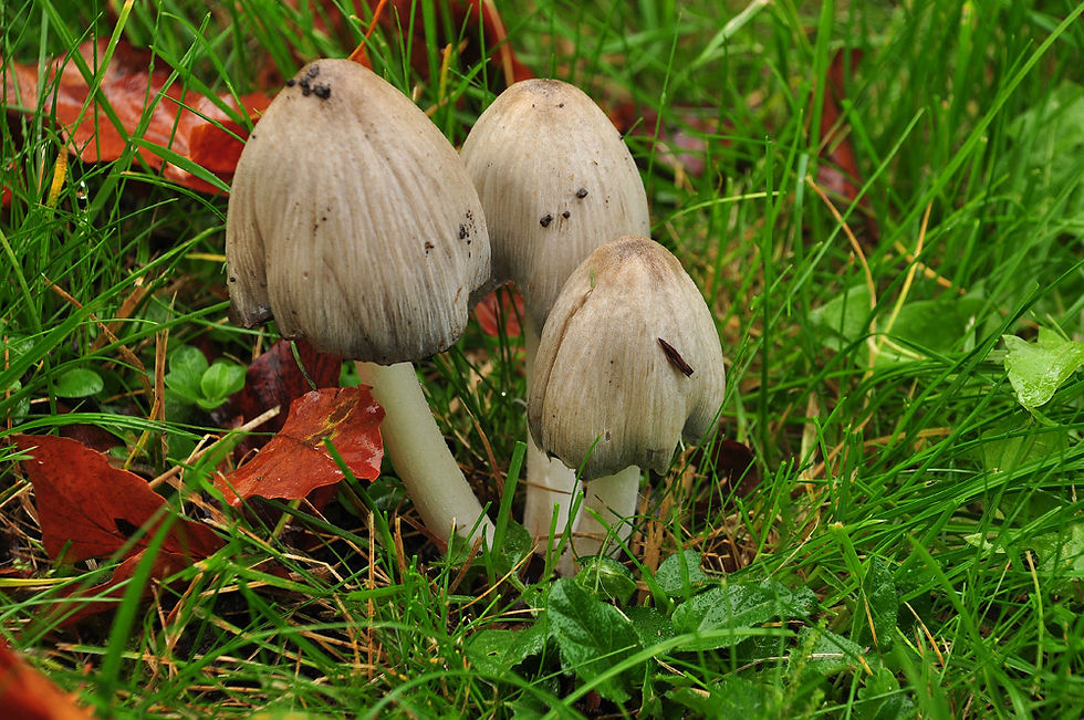 Coprinopsis atramentaria - Grå bläcksvamp. Sweden,. Skåne, Bäckaskogs slott. 2014-10-12. (3)