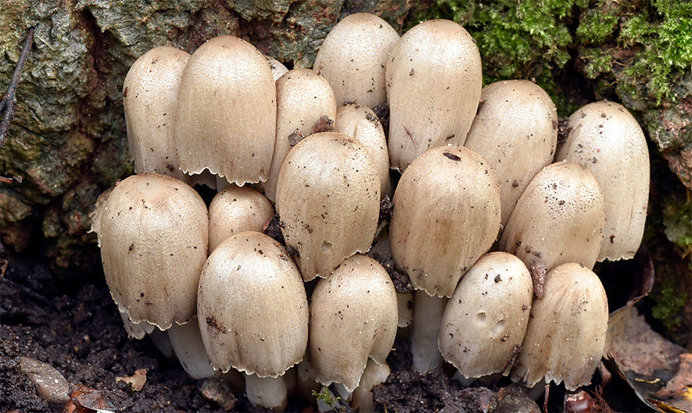 Coprinopsis insignis - Lundbläcksvamp