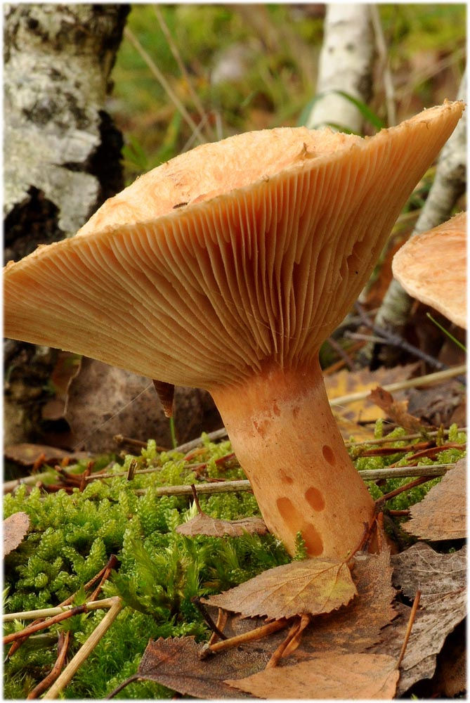 Lactarius torminosus - Skäggriska. Sweden, Skåne, Ivön, Ivöklack. 2012-10-20. (1)