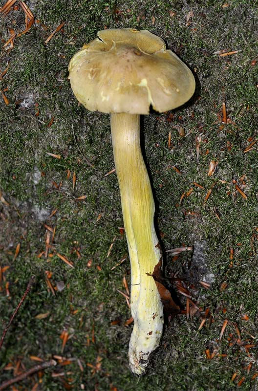 Tricholoma_sulphureumbryogenum -_Svavelmusseron._Sweden,_Skåne,_Kristanstad,_Balsberget._2010-09-07_