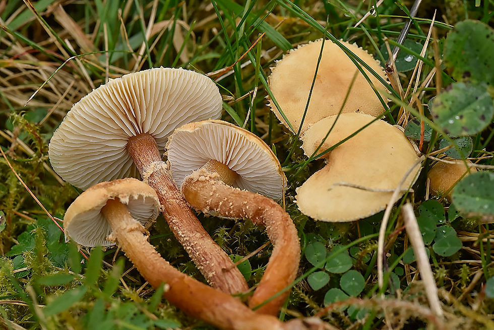 Cystoderma amianthinum - Ockragul grynskivling. Sweden, Skåne, Össjö, Hallarna
