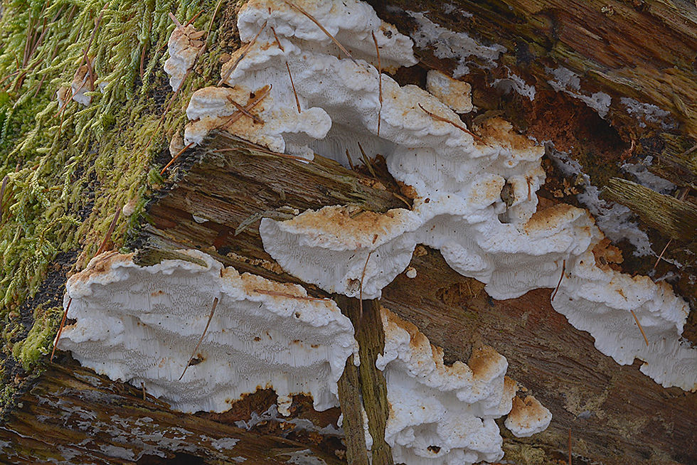 Antrodia serialis - Knölticka. Sweden, Skåne, Ödåkra, Björka skog 2015-01-17. (2)