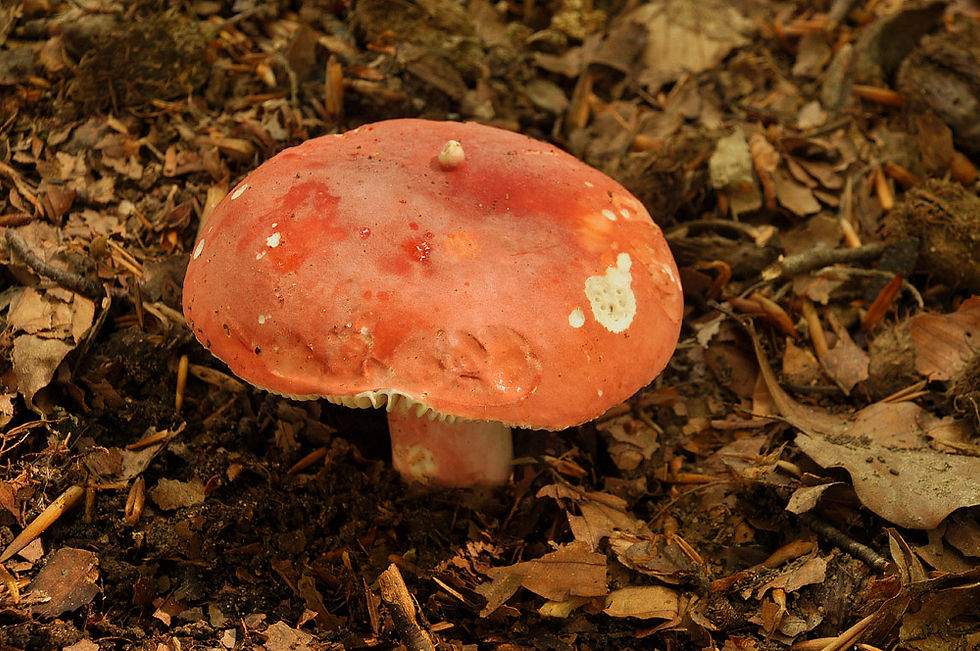 Russula lepida - Fagerkremla. Sweden, Skåne, Söderåsen, Kärreberga 2014-08-08. (5)