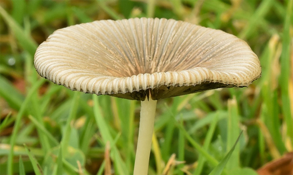 Parasola_kuehneri
