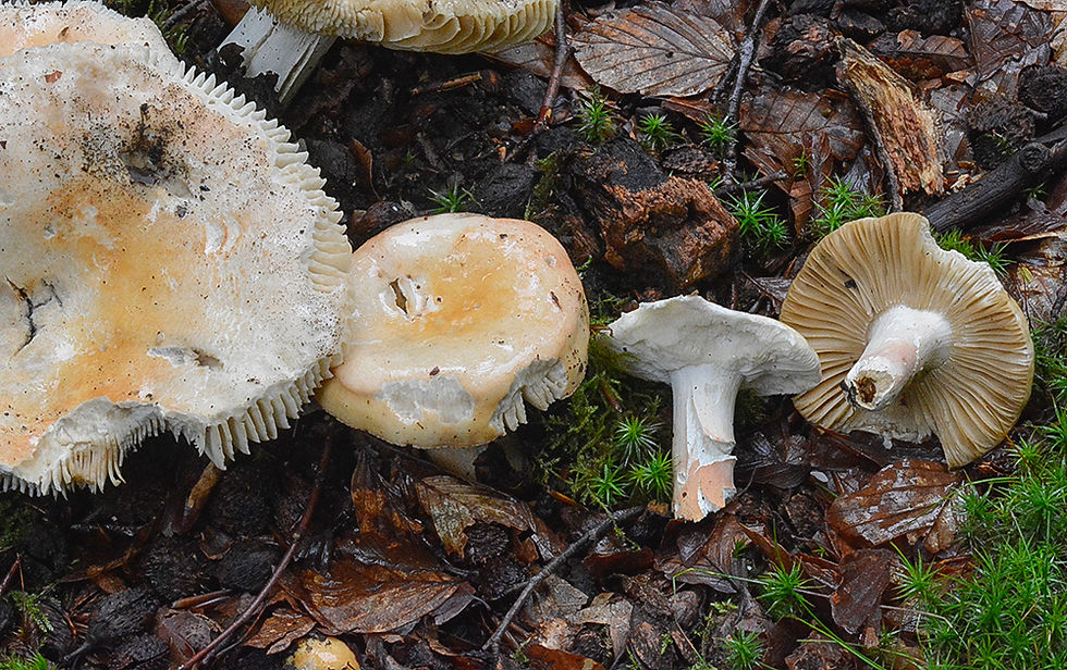 Russula lepida - Fagerkremla. Sweden, Skåne, Kärreberga, Gammelåsen. 2021-08-03 (1)