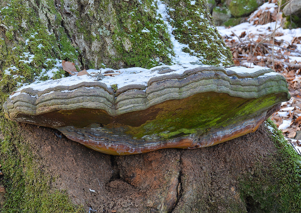 Ganoderma pfeifferi - Hartsticka (EN). Sweden, Skåne, Hällestad, Gryteskog. 2017-01-15. (10)