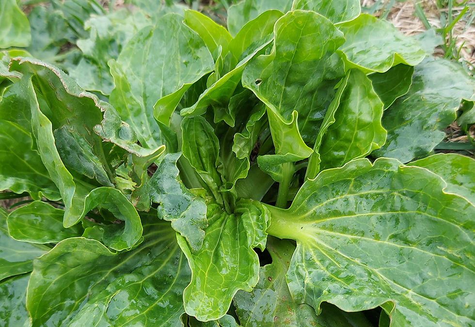 Plantago major - Groblad. Sweden, Skåne, Höganäs, Lerberget, Hamnen. 2024-06-14 (2)
