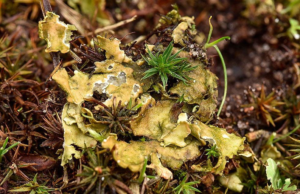 Lav sp. Sweden, Skåne, Lerberget, campingen. 2024-12-13 (2)