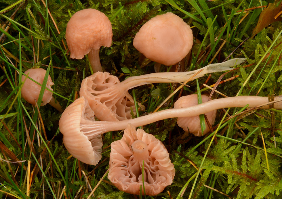 Contumyces rosellus - Rosennavling. Sweden, Skåne, Löddeköpinge, Järavallen. 2017-10-22
