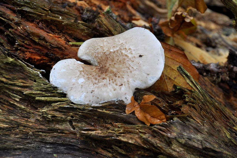 Pleurotus dryinus - Ringmussling. Sweden, Skåne, Råådalen. 2010-10-10. (5)