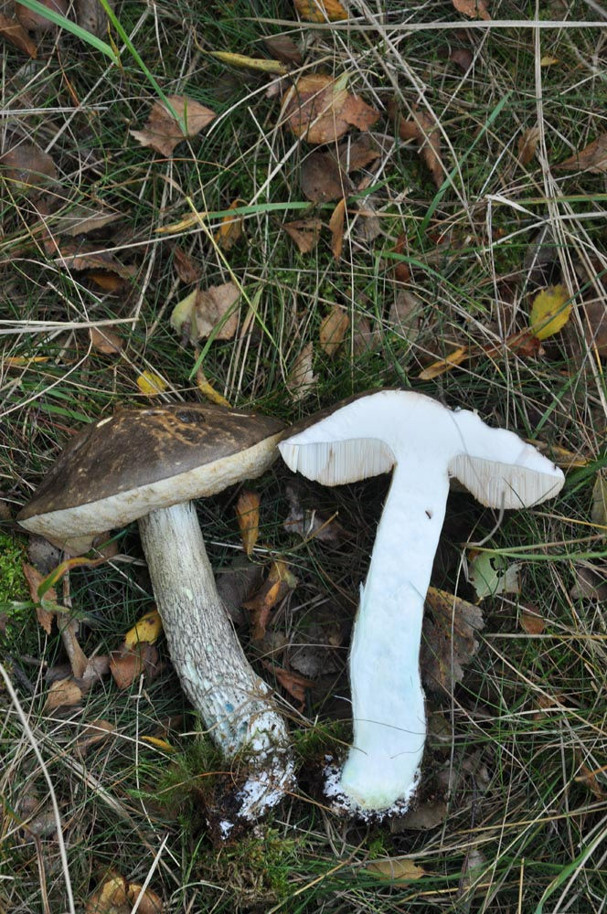 Leccinum variicolor - Fläcksopp. Sweden, Skåne, Landskrona, Järavallen. 2012-10-08.