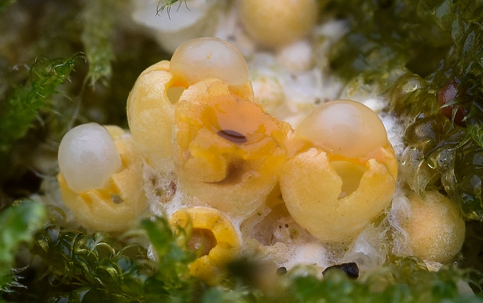 Sphaerobolus stellatus - Slungboll