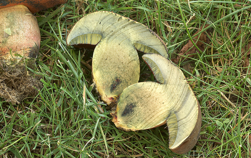 Neoboletus_xanthopus