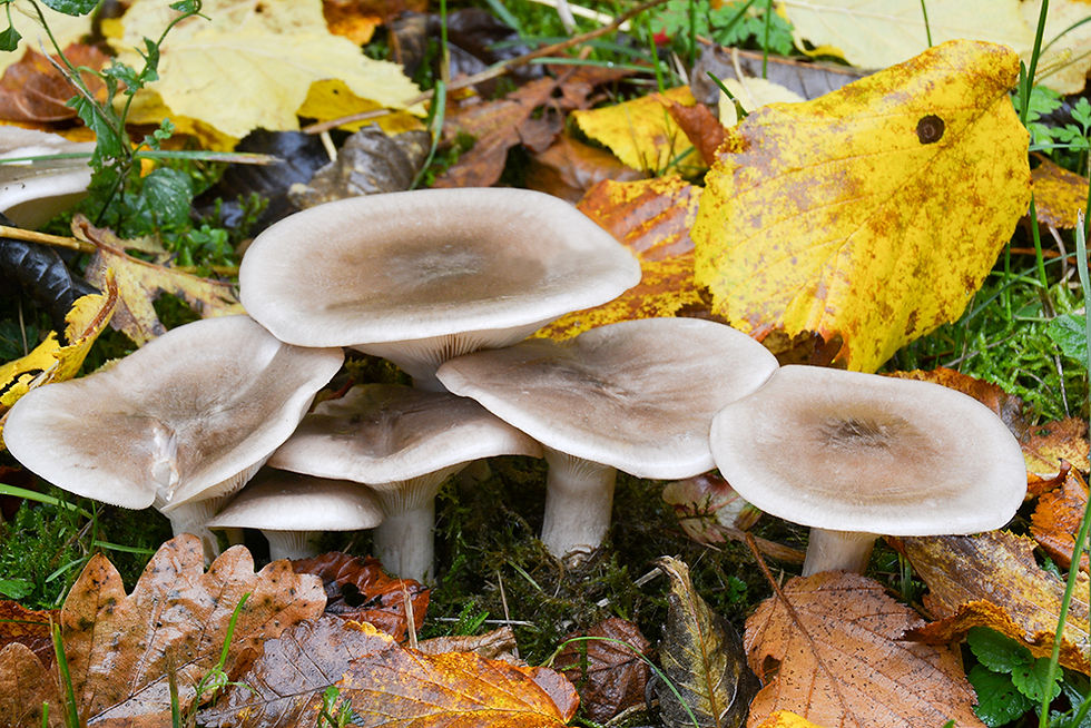 Clitocybe_nebularis_-_Pudrad_trattskivling._Sweden,_Skåne,_Billinge,_Billingemölla_naturreservat._20