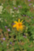 Arnica montana - Slåttergubbe (VU). Sweden, Småland, Vrigstad. 2013-07-04. jpg (1)