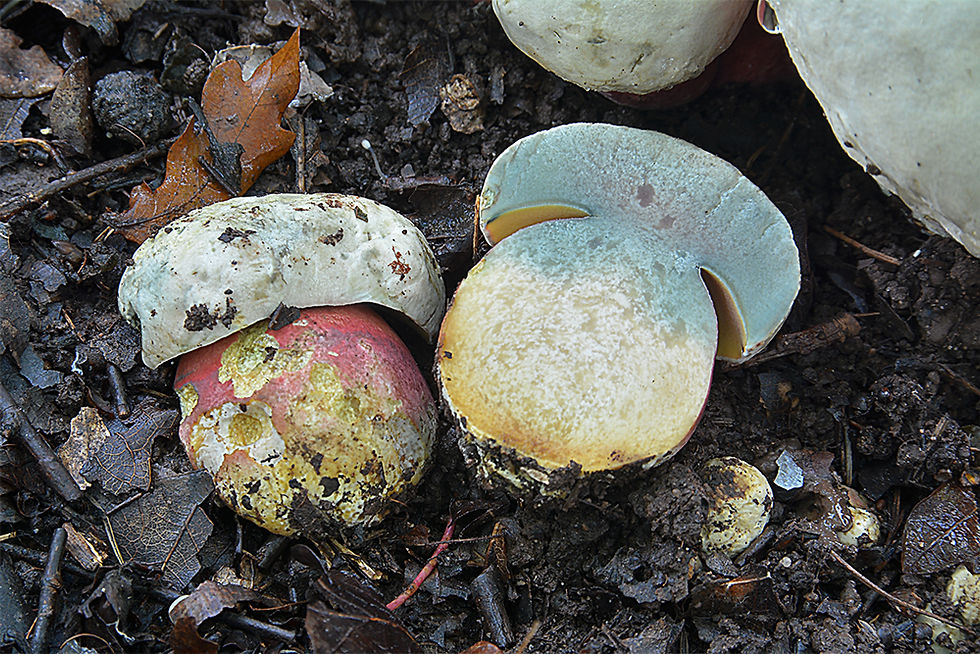 Rubroboletus satanas- Djävulssopp (EN)
