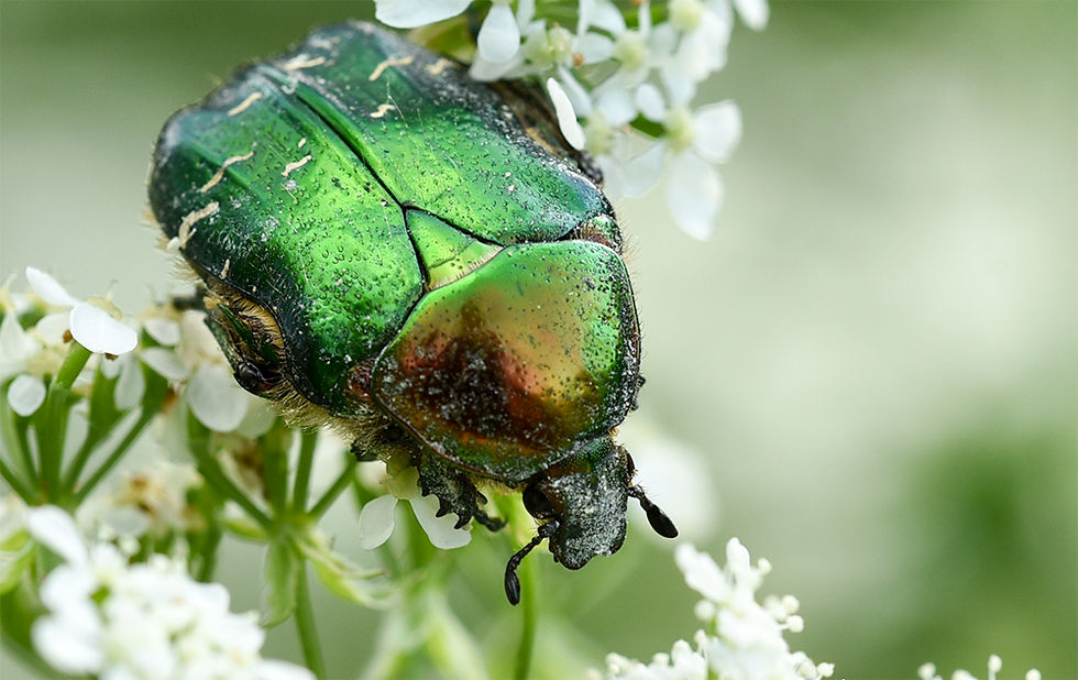 Cetonia aurata - Gräsgrön guldbagge