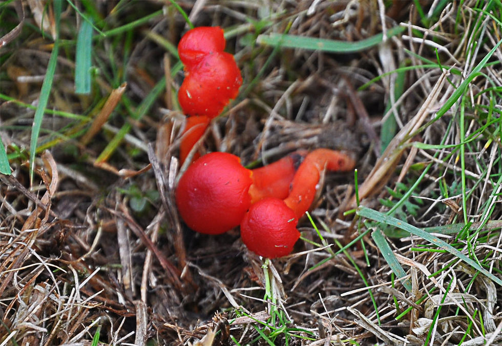 Hygrocybe phaeococcinea - Mörk blodvaxskivling. Sweden, Skåne, Östraby, Sniberud. 2013-10-19. (2)