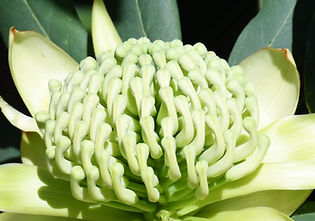 White Waratah Close up.jpeg