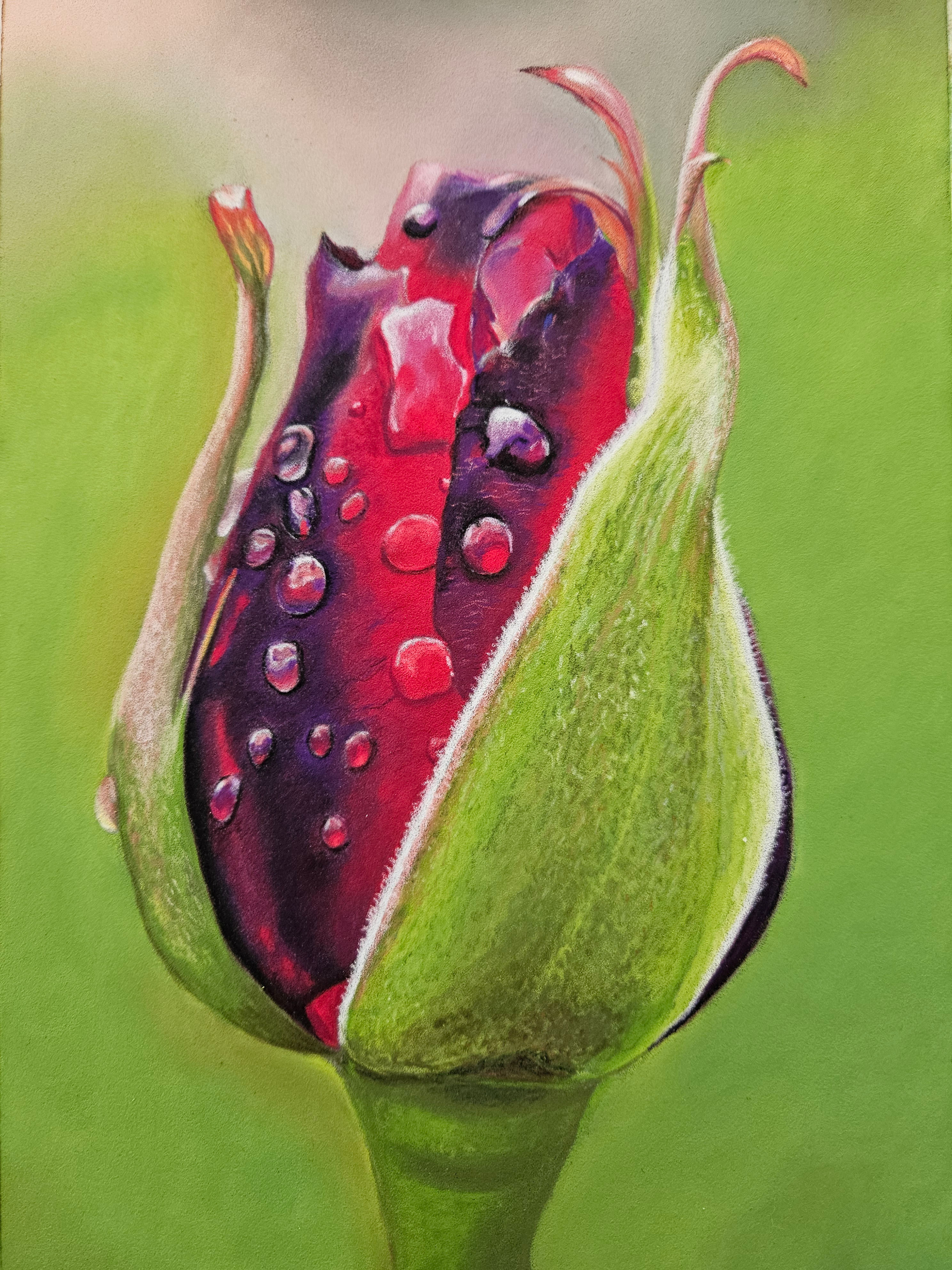 Colorful rose by Bettina Krammer Animal and Nature Art